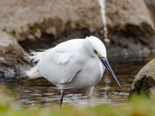 Wall Mural - white little egret stands in a reservoir pond 22