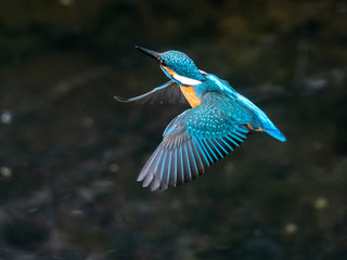 Poster - common kingfisher in flight over Izumi River 5