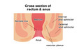 Cross section of rectum and anus / vector illustration