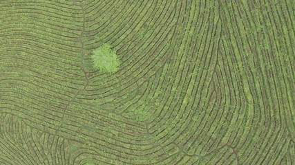 Wall Mural - Aerial video of green tea plantation from drone.