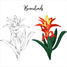 Hand Drawn Bromeliads Flower Stalk In Vector Illustration