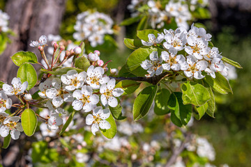 Wall Mural - The fruit flowers