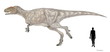 シンラプトル　ジュラ紀後期の中型の肉食恐竜　同時期のアロサウルスより原始的な特徴を有する。アロサウルスのように眼窩に突起はなく、頭骨はやや長く扁平。体長は7～8メートうと推定。生息地域は中国。カルノサウルス下目シンラプトル科この時代の中国の地層からはヤンチュアノサウルスの化石も出土しており、特徴的な類似もあるが頭部の形状等に明確な違いが見られる。