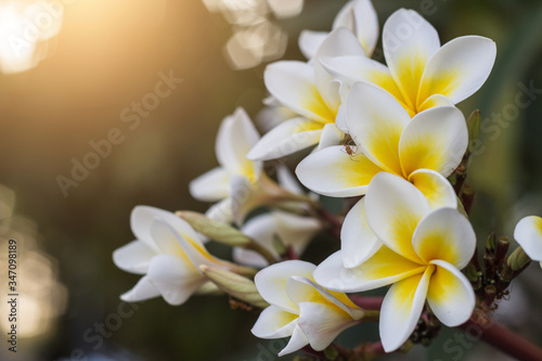 Fotografía Close-up Of Frangipani Blooming Outdoors