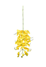 Golden Shower Flowers Or Colorful Yellow Cassia Fistula Blooming Isolated On White Background , Clipping Path