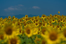 Summer Sunflower Field And Blue Sky.