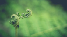 Green Curl Leaf Blurred Background
