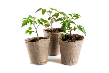 A tomato seedling in the peat pot, isolated