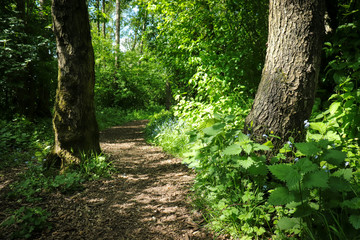 Wall Mural - woodland trail