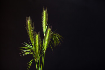 Grass similar to wheat on a black background.