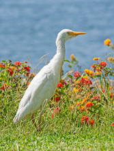 Cattle Egret Stood On Grass In Rural Countryside Meadow