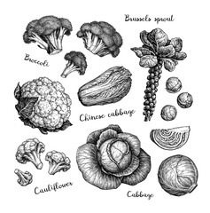 Wall Mural - big collection of cabbage.