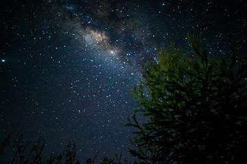 Milky Way galaxy and starry night sky with a tree over Sri Lanka, Asia