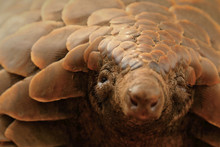 stuffed-pangolin-free-stock-photo-public-domain-pictures