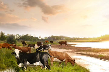 Beautiful cows grazing at countryside on sunny day