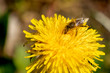 Pszczoły zbierające nektar