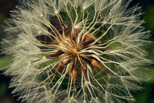 Wallpaper. Dried Dandelion Flower Close Up. Macro Photography Background.