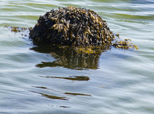 Seaweed On A Post In The Sea