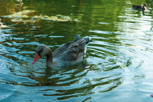 Duck In A Pond. The Duck Is Soaking With Its Head Resting On The Water. Green, Brown, Yellow And White Duck.
Whole Brown Duck Swims In The Pond.
It Has Wet Feathers.