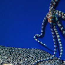 Mimic Octopus In Aquarium