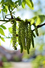 Wall Mural - green leaves on a branch