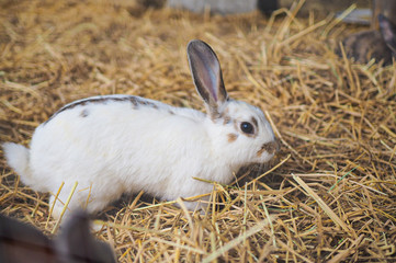 Wall Mural - This rabbit is lonely and hungry