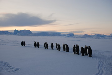 Wall Mural - emperor penguins in antarctica