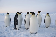Group Of Penguins