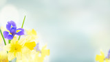 Fototapeta Kwiaty - bouquet of daffodil and iris flowers