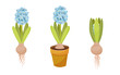 Blue hyacinth in pot isolated on white background. Bulb spring flower vector illustration