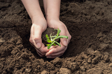 female hands plant seedlings of cornflower flowers in the ground