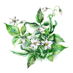 Wall Mural - Bouquet of Potato Flowers. Watercolor Illustration.