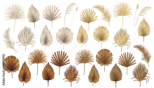 Fotografía Tropical boho dried palm leaves floral clip art