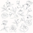 Big vector collection of vector peony flowers shapes in line