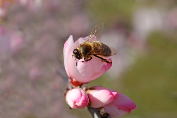 Poster - petite abeille