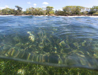 Beautiful seaside with posidonia australe on the bottom of the sea,