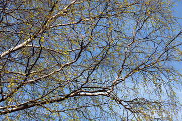 Poster -  birch branches with leaves against the sky