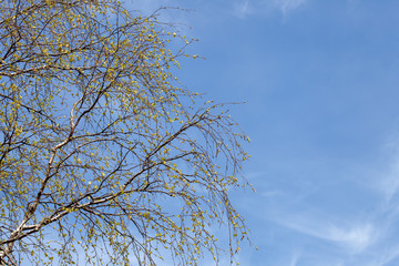 Poster -  birch branches with leaves against the sky