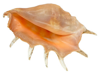 Sea shell isolated on a white