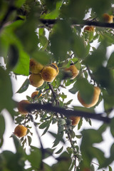 Wall Mural - garden ripe yellow pears on a tree in the rain. Harvesting in the garden. Organic natural food concept