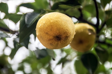 Sticker - one or two garden ripe yellow pear on a tree in the rain. Close-up. Harvesting in the garden. Organic natural food concept. Selective focus.