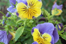 Yellow-purple Pansies