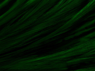 Wall Mural - Beautiful abstract white and green feathers on white background and soft white feather texture on white pattern and green background, feather background , green banners