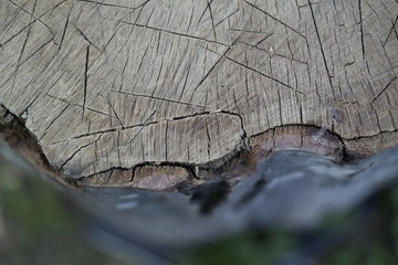 Canvas Print - old wood texture