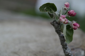 Sticker - buds of a tree