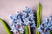 Blue Hyacinths With Water Drops On A Gray Background. Copy Space, Top View