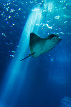 Low Angle View Of Stingray Swimming Undersea