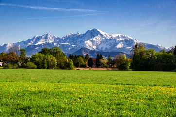 Meadow in the Austrian Alps