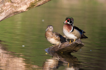 Wall Mural - wood ducks (Aix sponsa) in spring