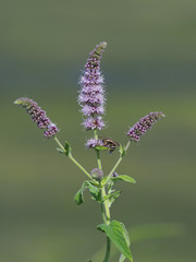 Mint in flower (Mentha longifolia or Mentha spicata or Mentha sylvestris or Mentha tomentosa)